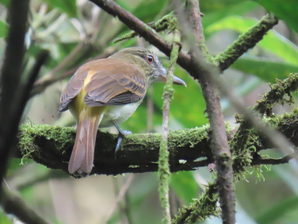 Bright-rumped Attila - ML646997691