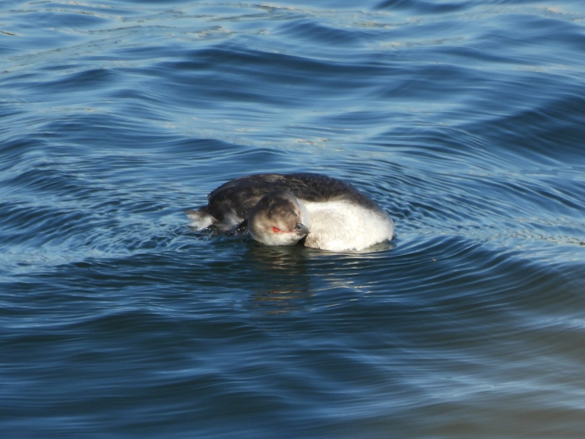 Txilinporta urrebelarria - ML646997692