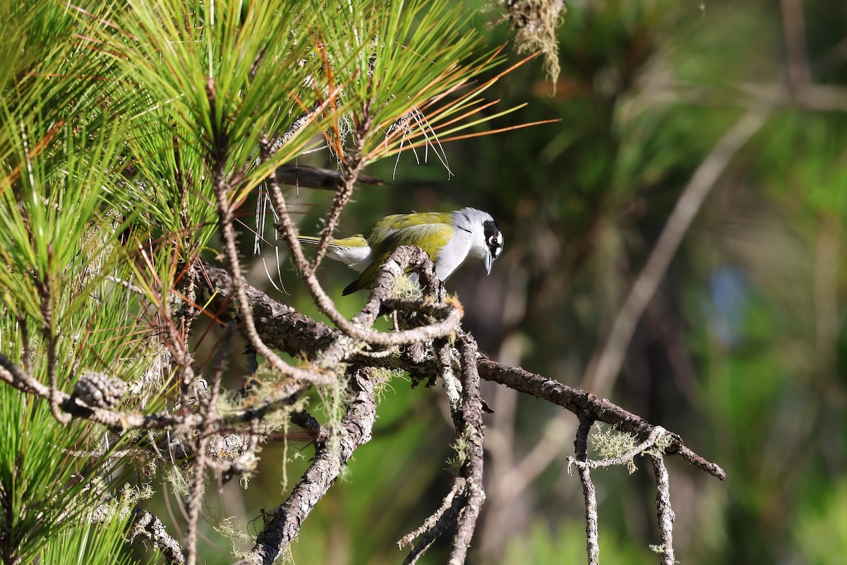 Cuatroojos Coroninegro - ML646997694