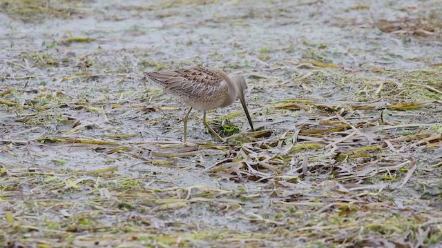 Tundraschlammläufer - ML646997696