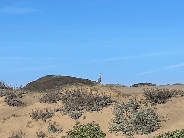 Great Blue Heron - ML646997697