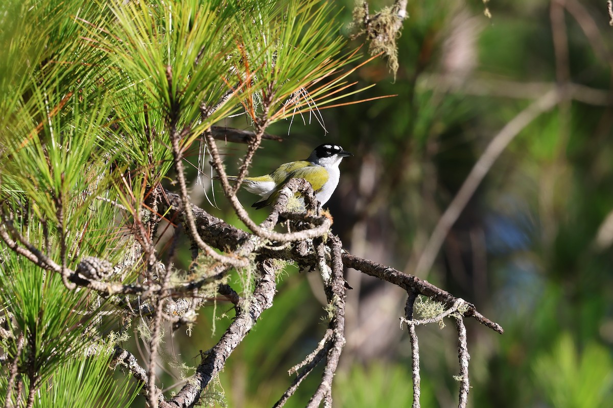 Cuatroojos Coroninegro - ML646997702