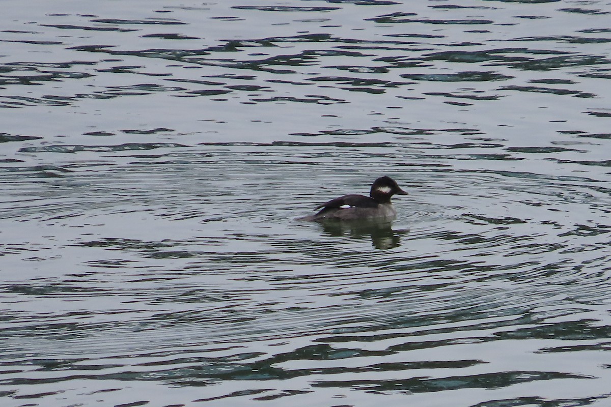 Гоголь-головастик - ML646997704