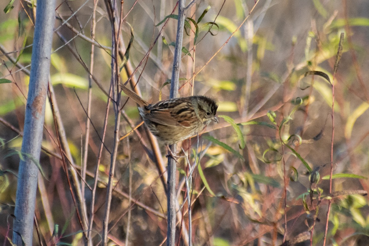 Swamp Sparrow - ML646997705