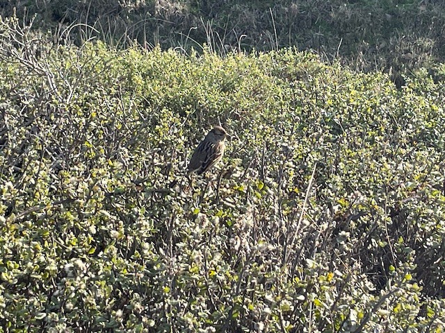 White-crowned Sparrow - ML646997708