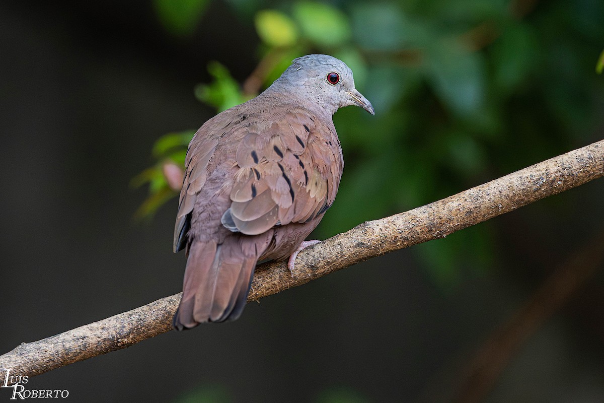 Rosttäubchen - ML646997709