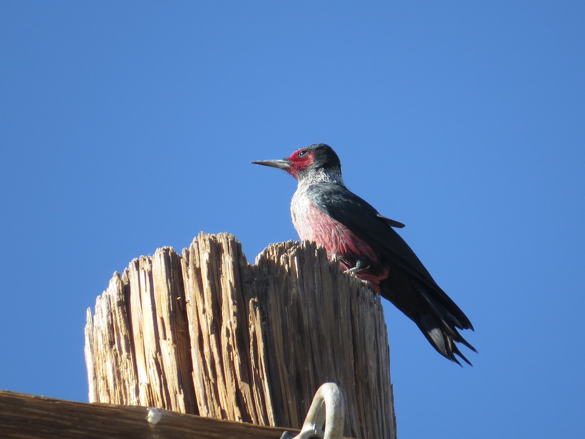 Lewis's Woodpecker - ML646997711