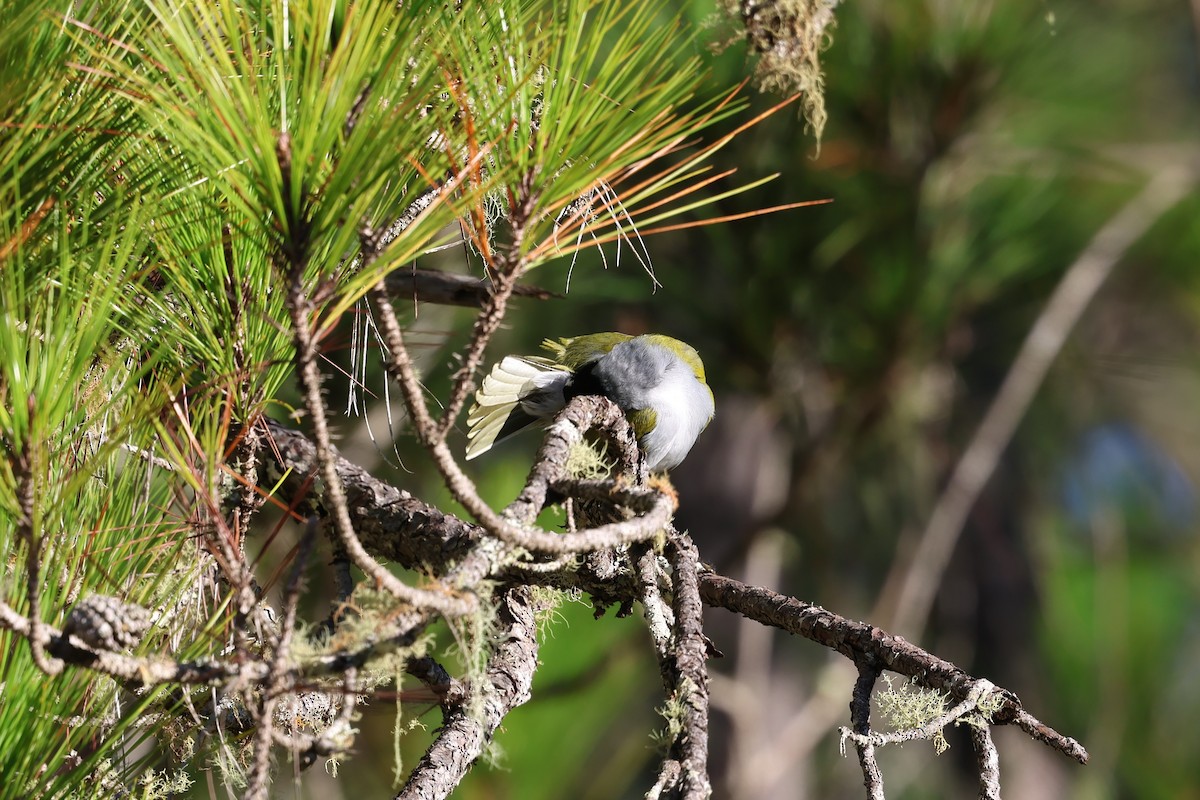 Cuatroojos Coroninegro - ML646997712