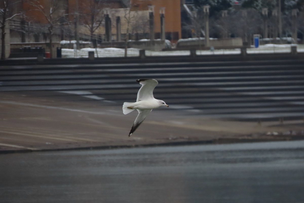 Делавэрская чайка - ML646997714