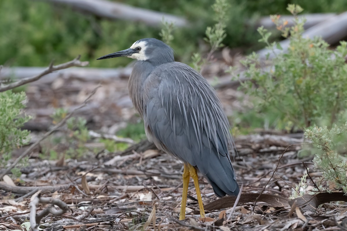White-faced Heron - ML646997715