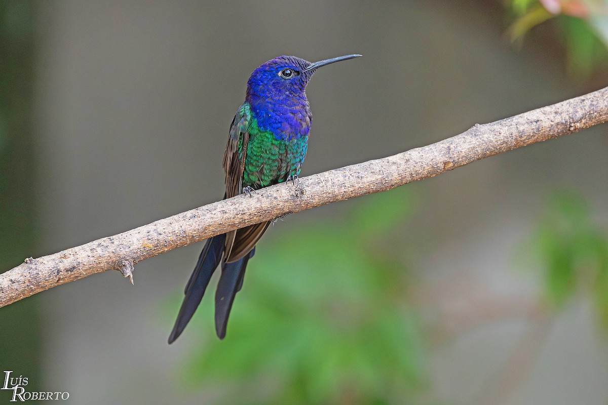 Gabelschwanzkolibri - ML646997716