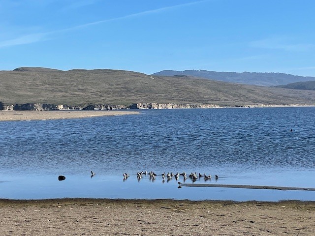 myrsnipe - ML646997720