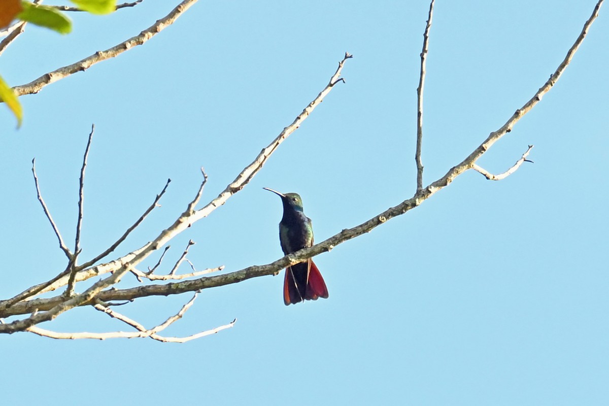 Mango Gorjinegro - ML646997723