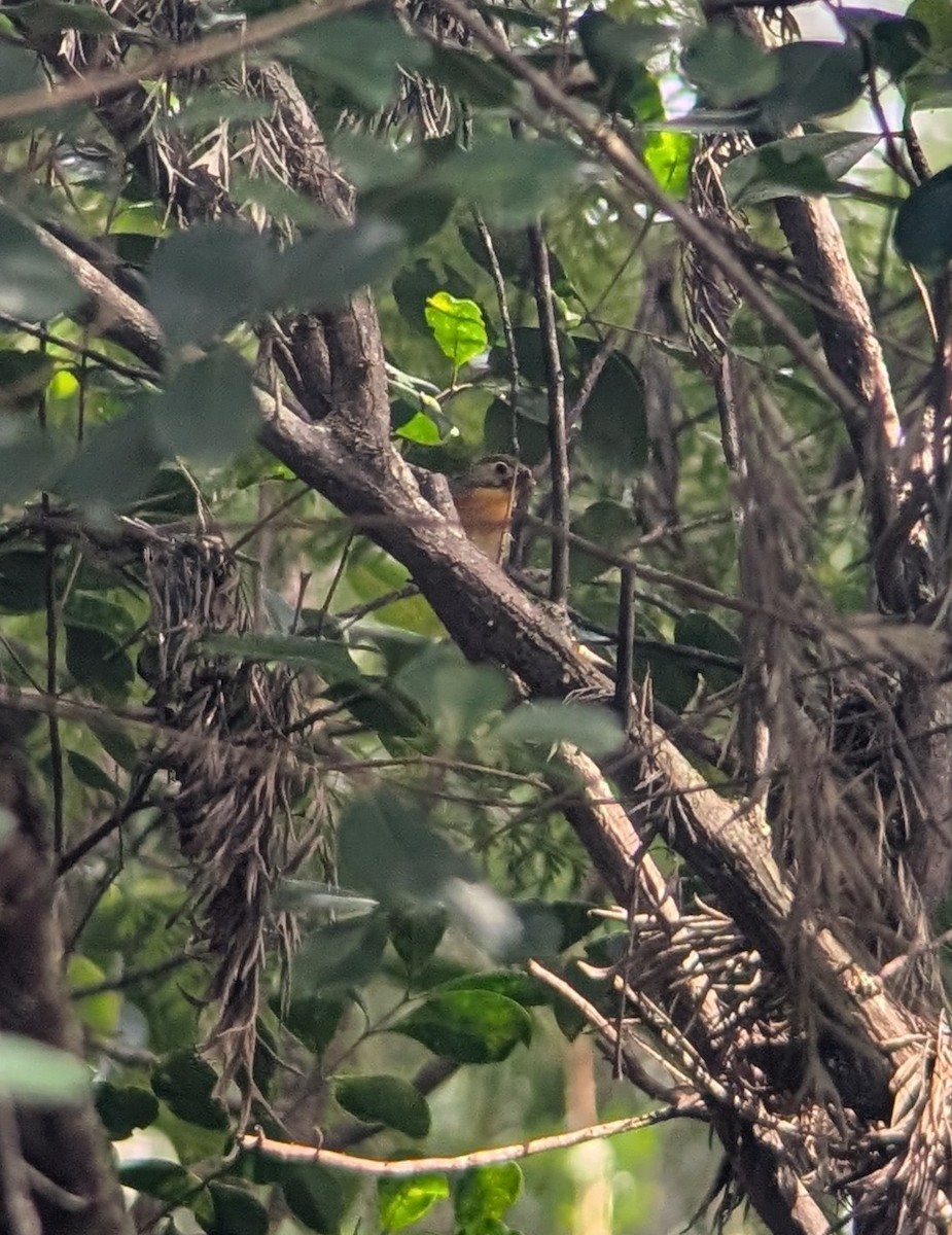 Red-billed Leiothrix - ML646997724