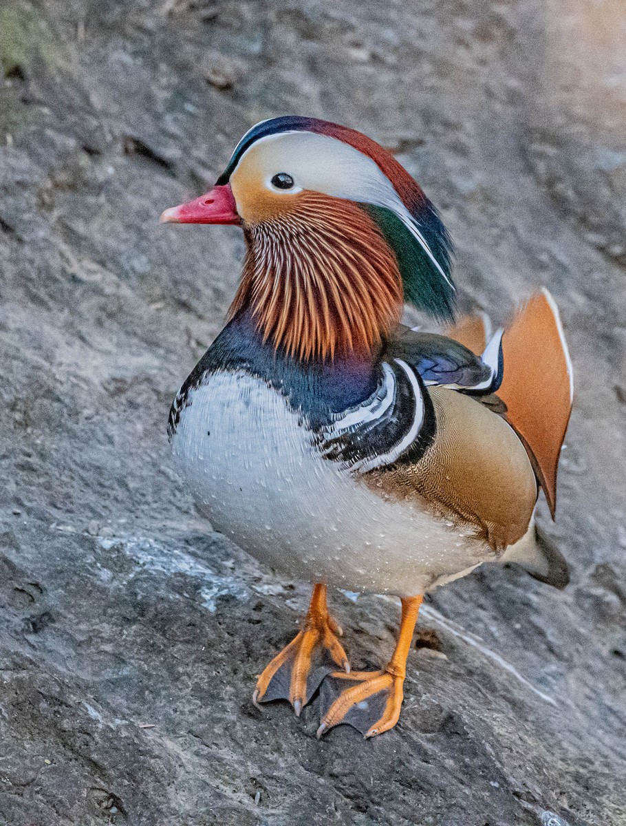 Mandarin Duck - ML646997725