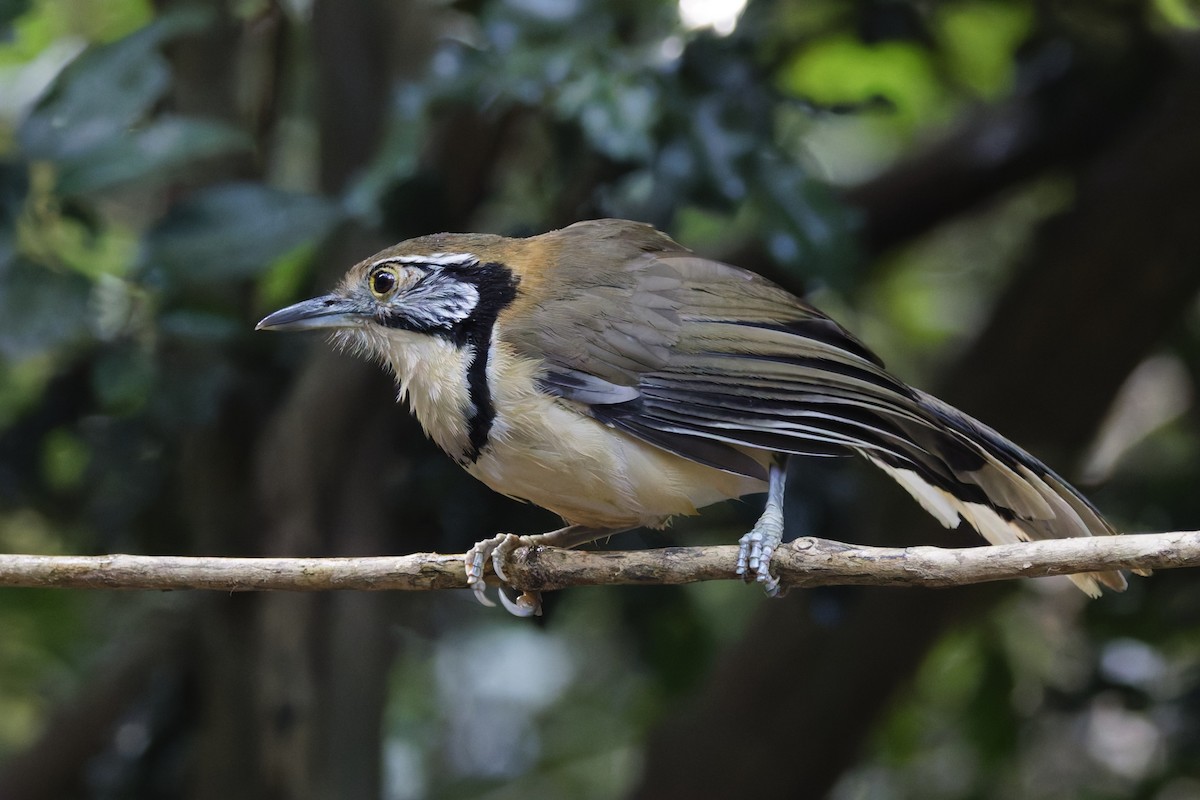Greater Necklaced Laughingthrush - ML646997728