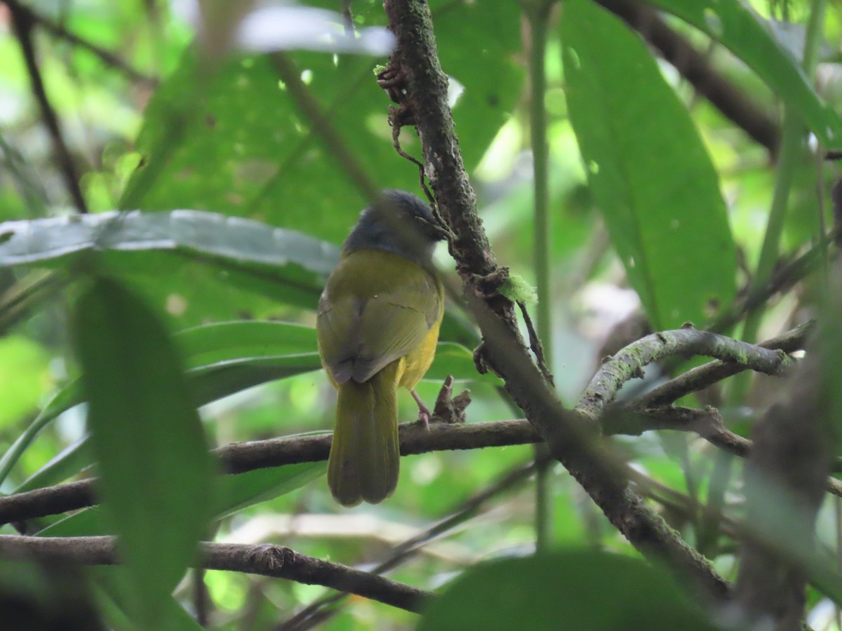 Gray-headed Tanager - ML646997729