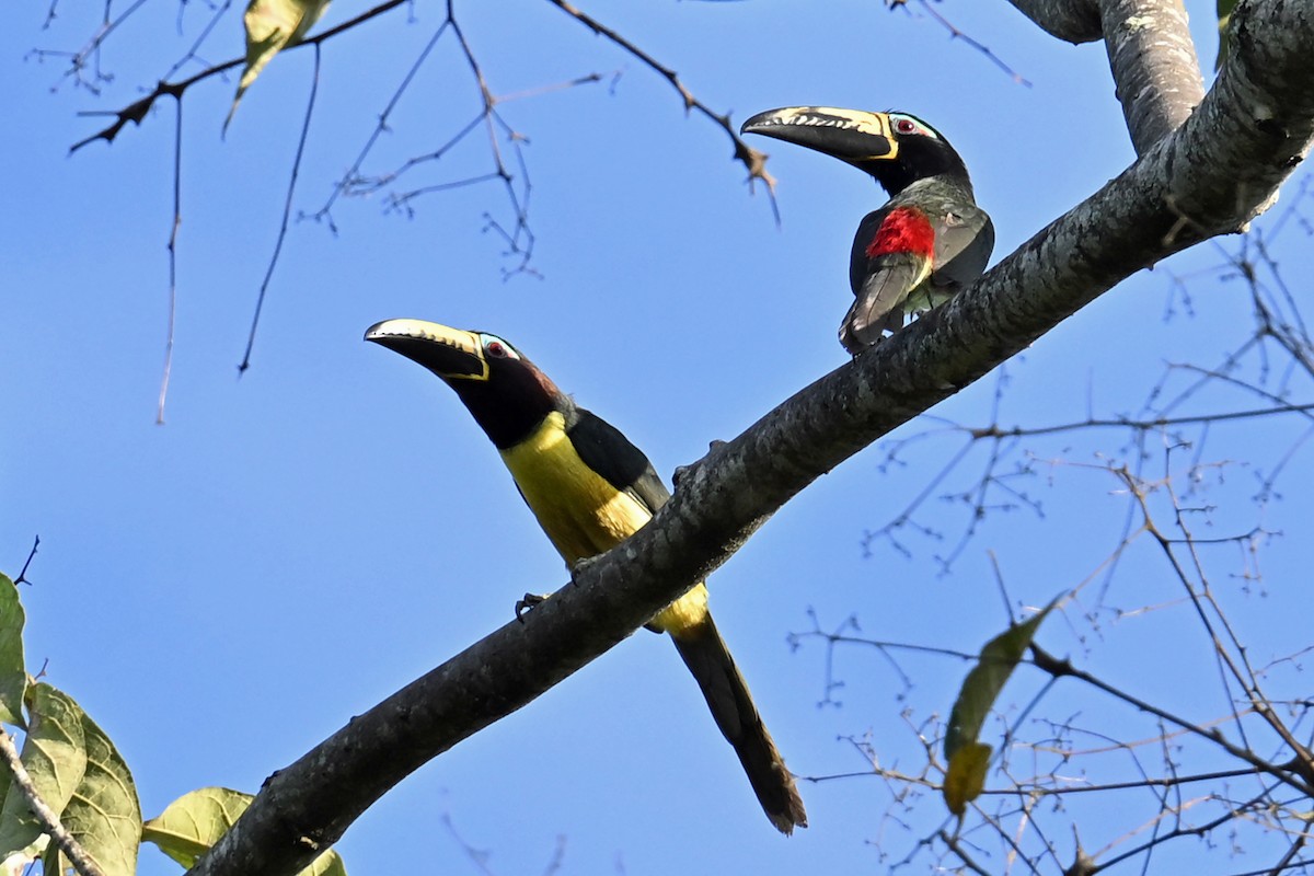 Arasarí Marcado - ML646997730