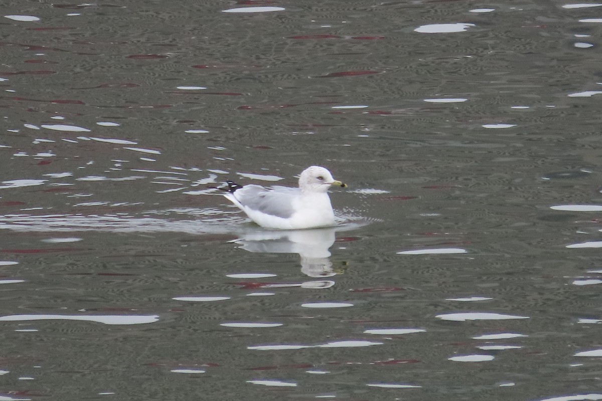 Делавэрская чайка - ML646997733