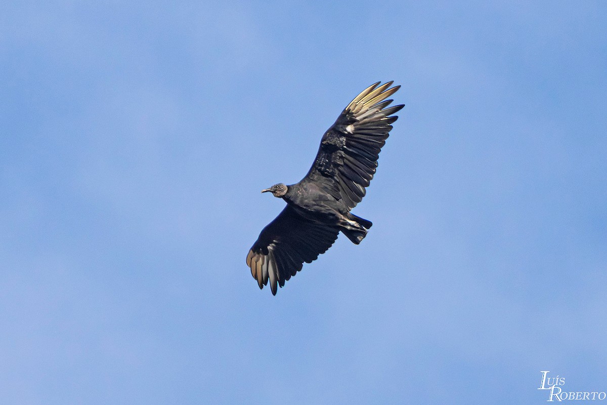 Чёрная катарта - ML646997735