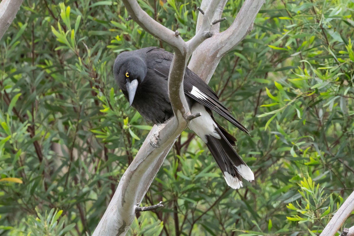 flétňák stračí - ML646997736