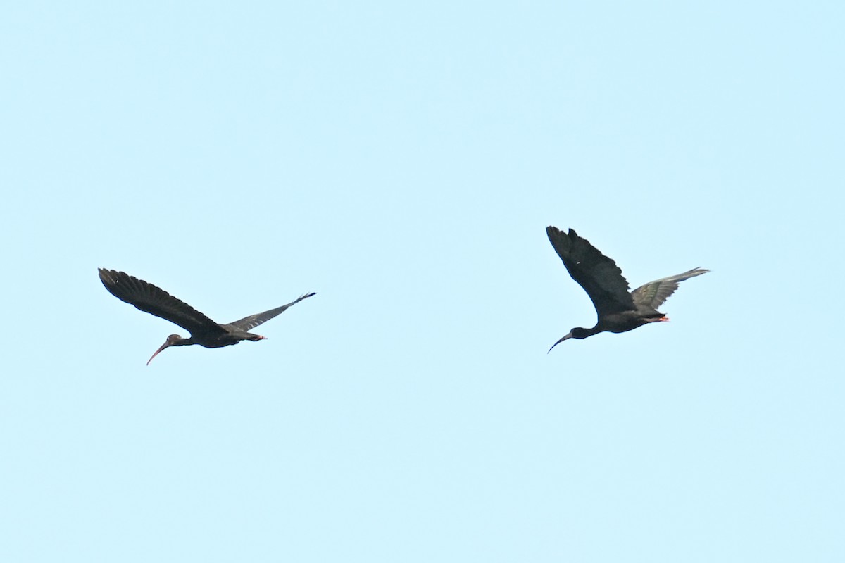 Ibis Afeitado - ML646997738