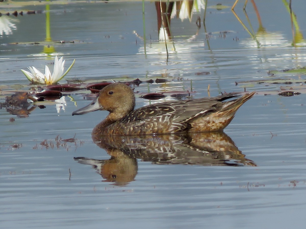 Spießente - ML646997745