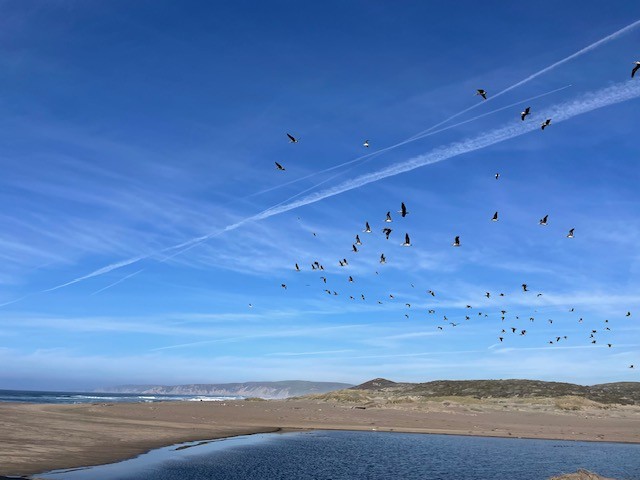 Brown Pelican - ML646997746