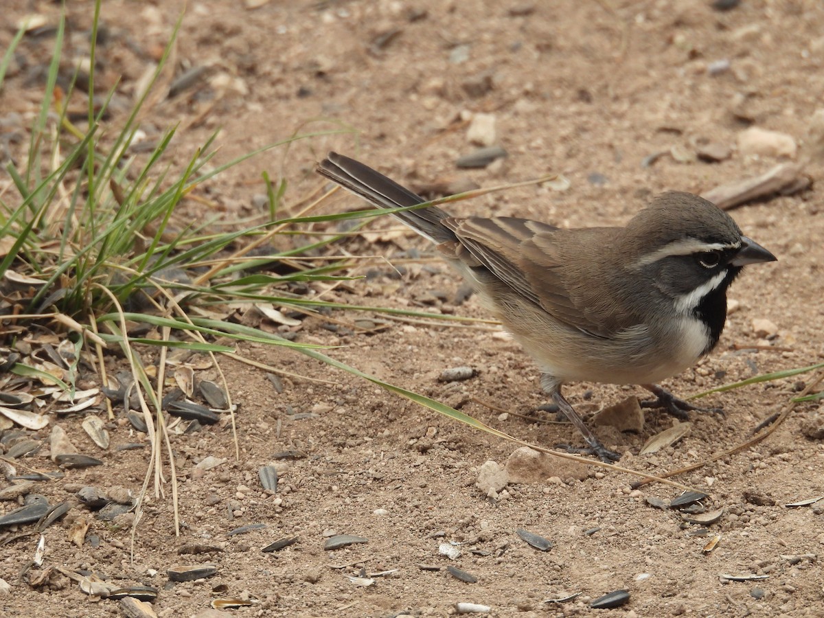 Black-throated Sparrow - ML646997747