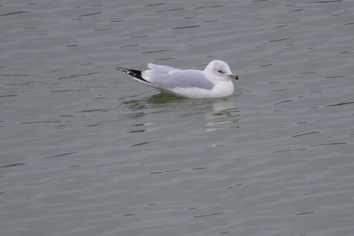 Делавэрская чайка - ML646997752