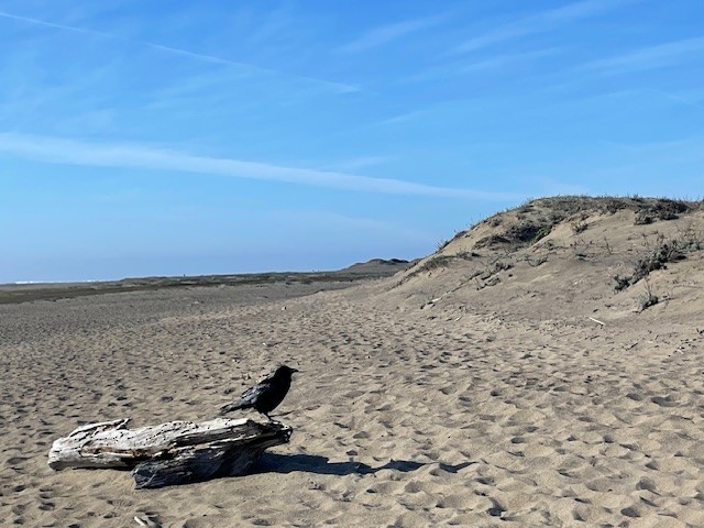 Common Raven - ML646997754