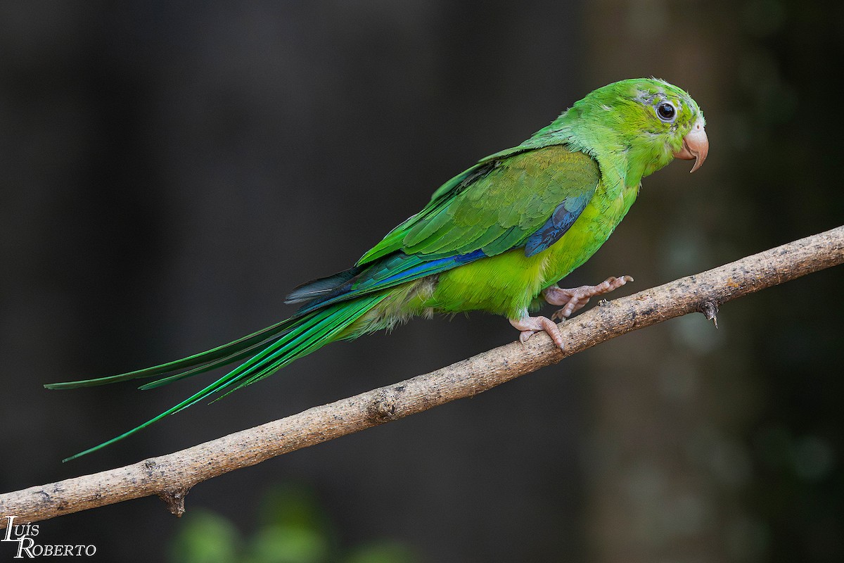 Tirikasittich - ML646997757