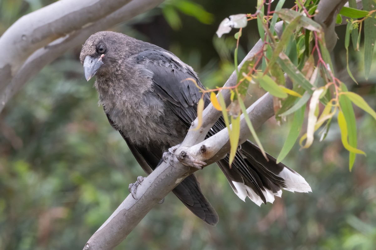 flétňák stračí - ML646997759