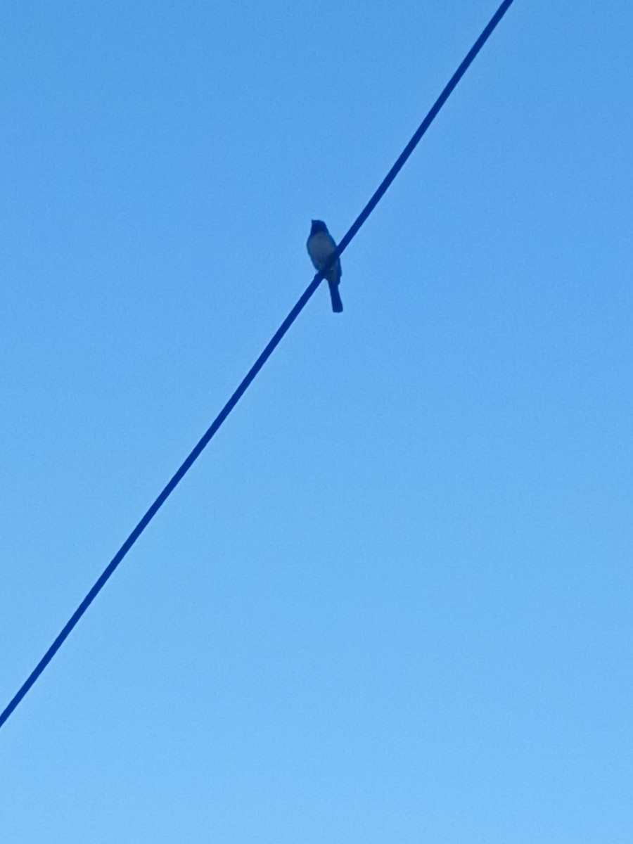 Black-fronted Bulbul - ML646997765
