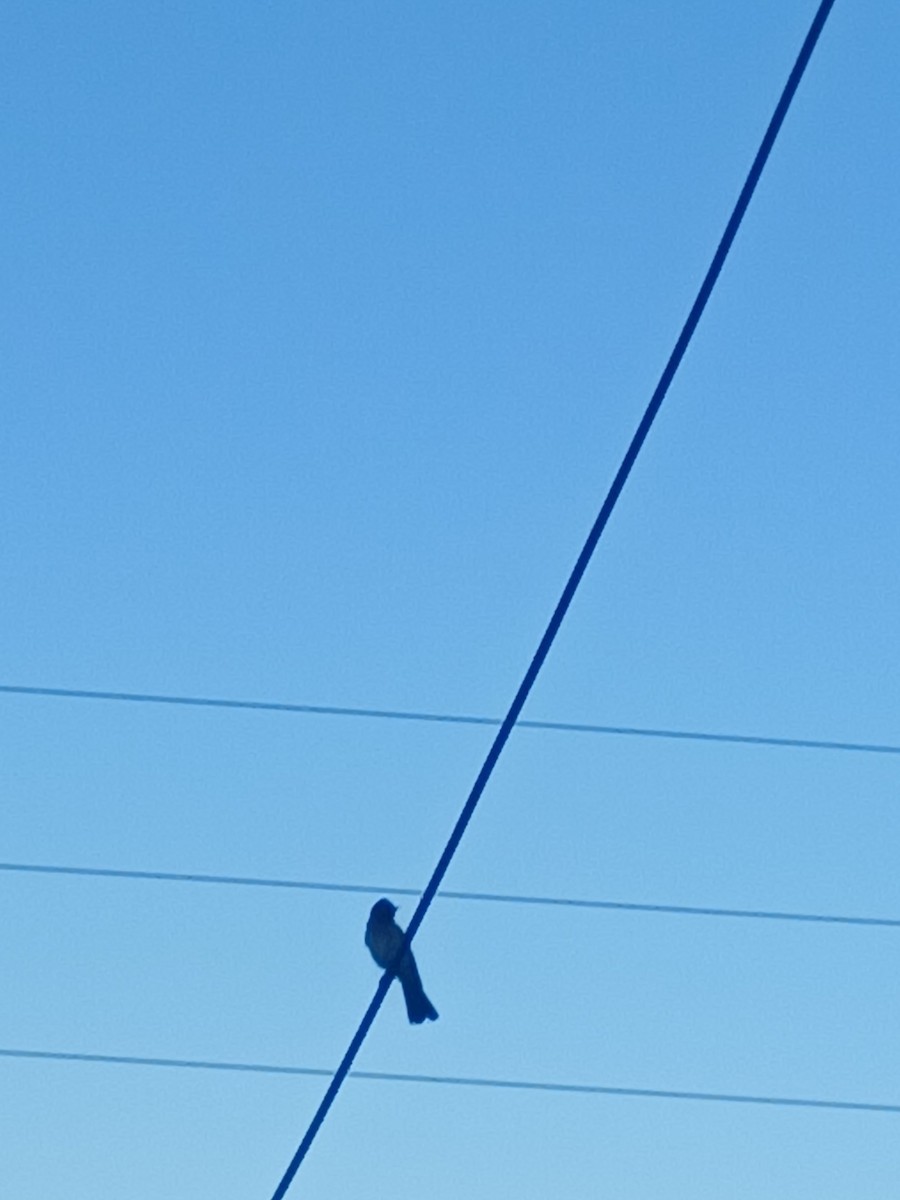 Black-fronted Bulbul - ML646997766