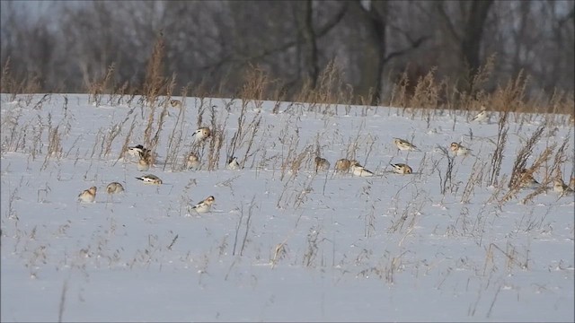 ユキホオジロ - ML646997768