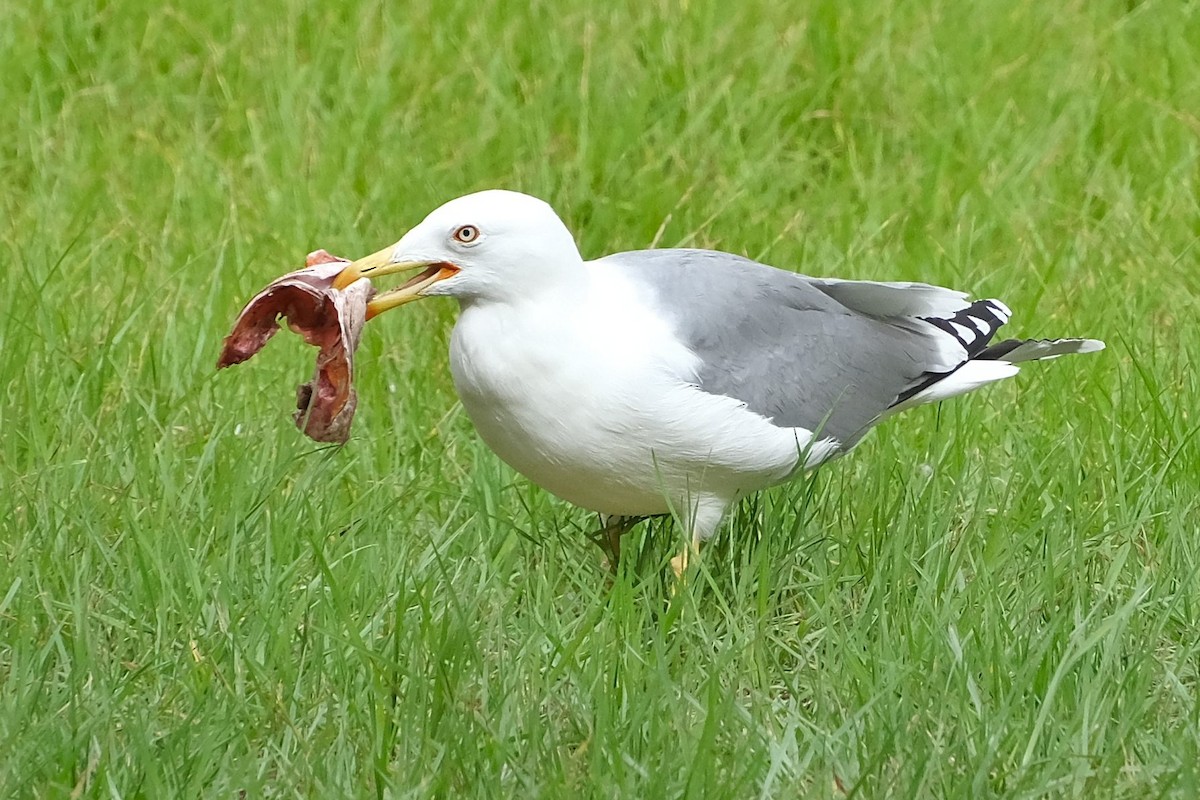 Yellow-legged Gull - ML646997769