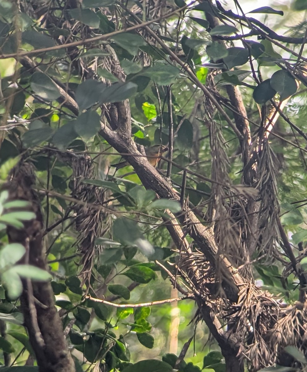 Red-billed Leiothrix - ML646997773