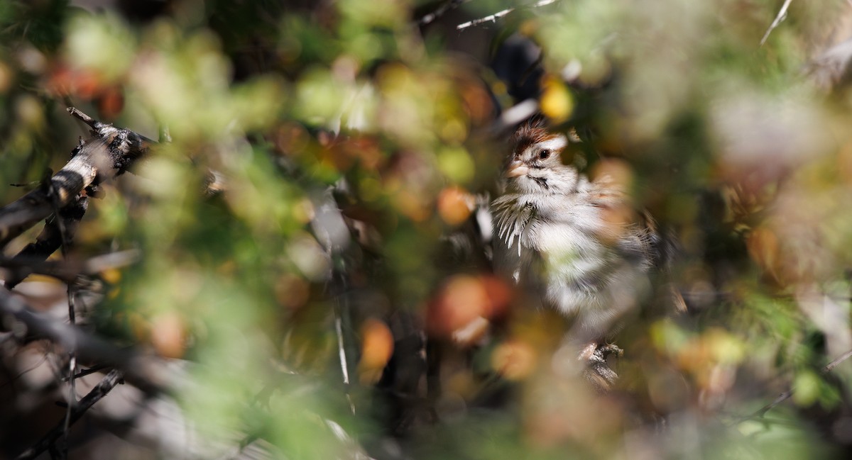 Rufous-winged Sparrow - ML646997774