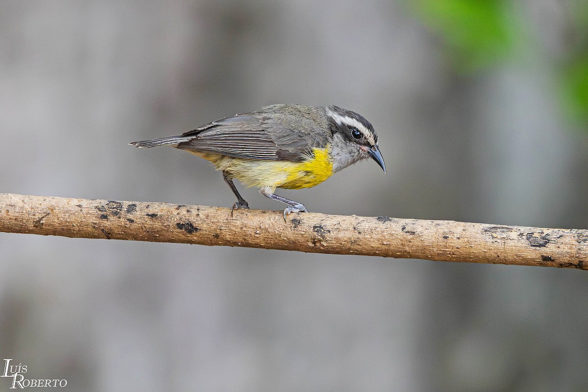 Zuckervogel - ML646997776