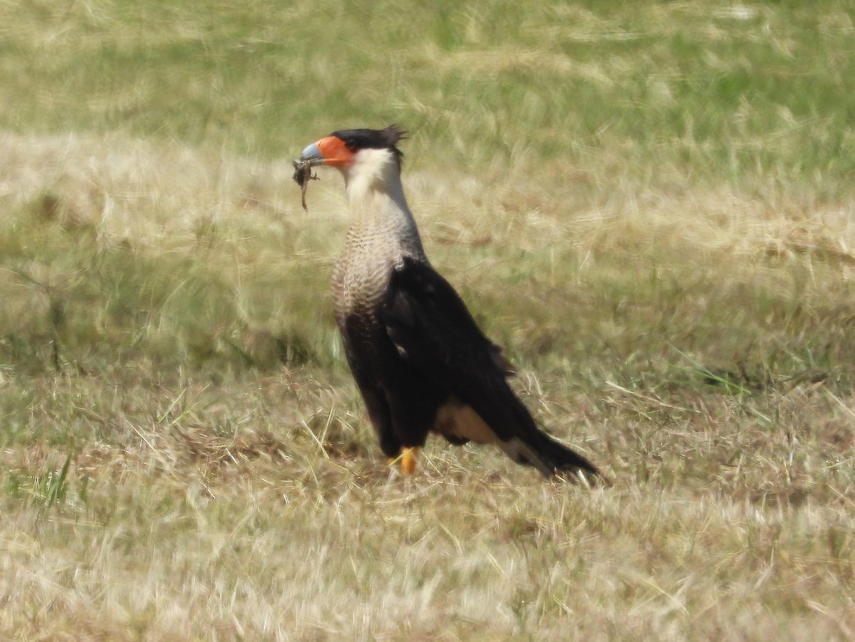 Tepeli Karakara (cheriway) - ML646997779