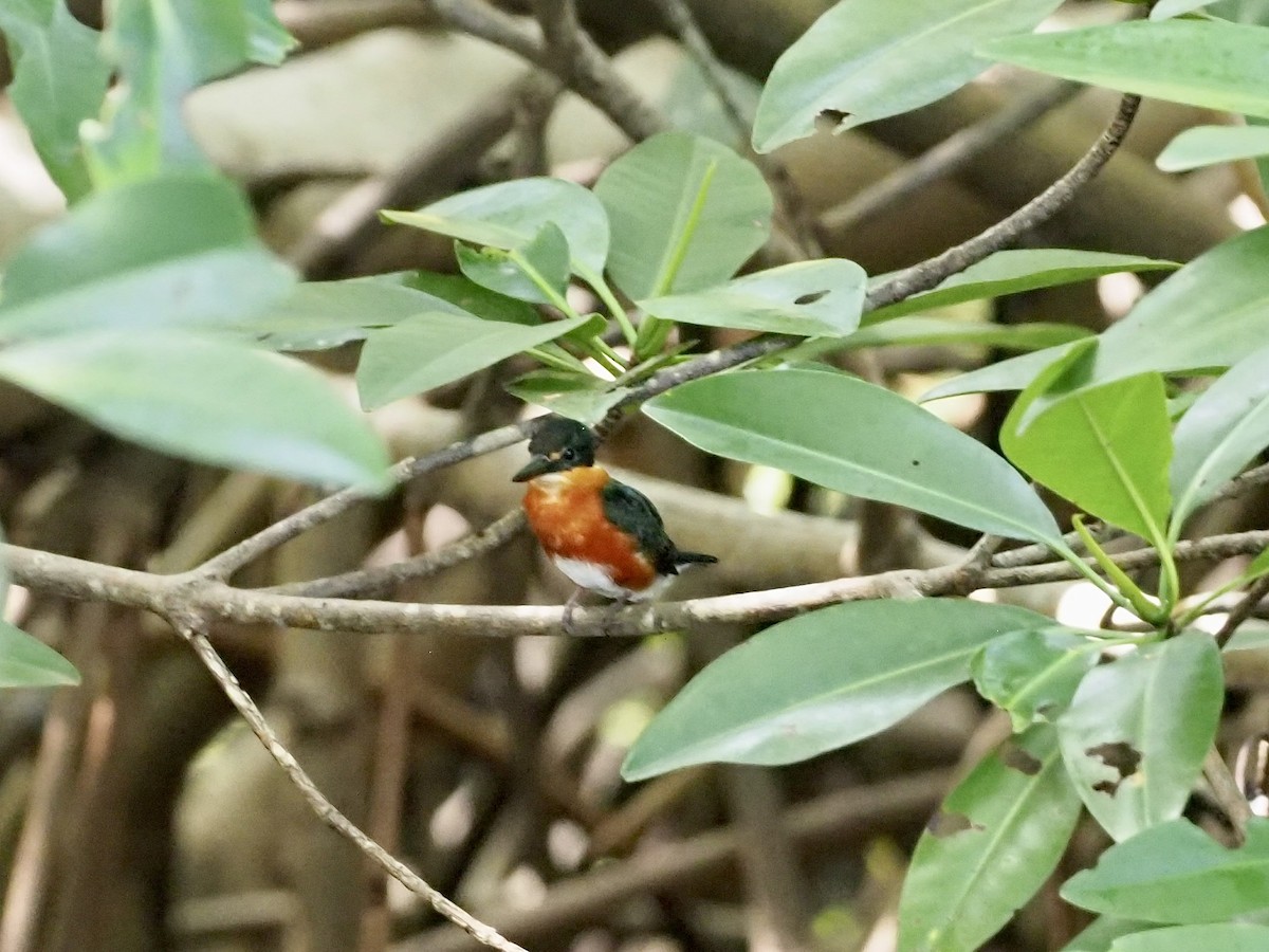 Martín Pescador Enano - ML646997787