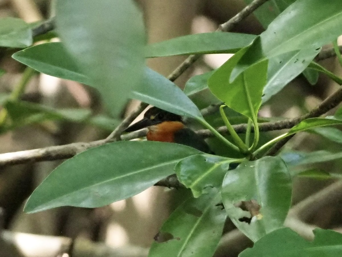 Martín Pescador Enano - ML646997788