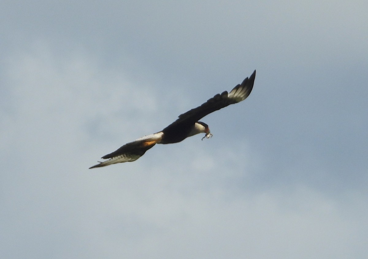 Tepeli Karakara (cheriway) - ML646997791