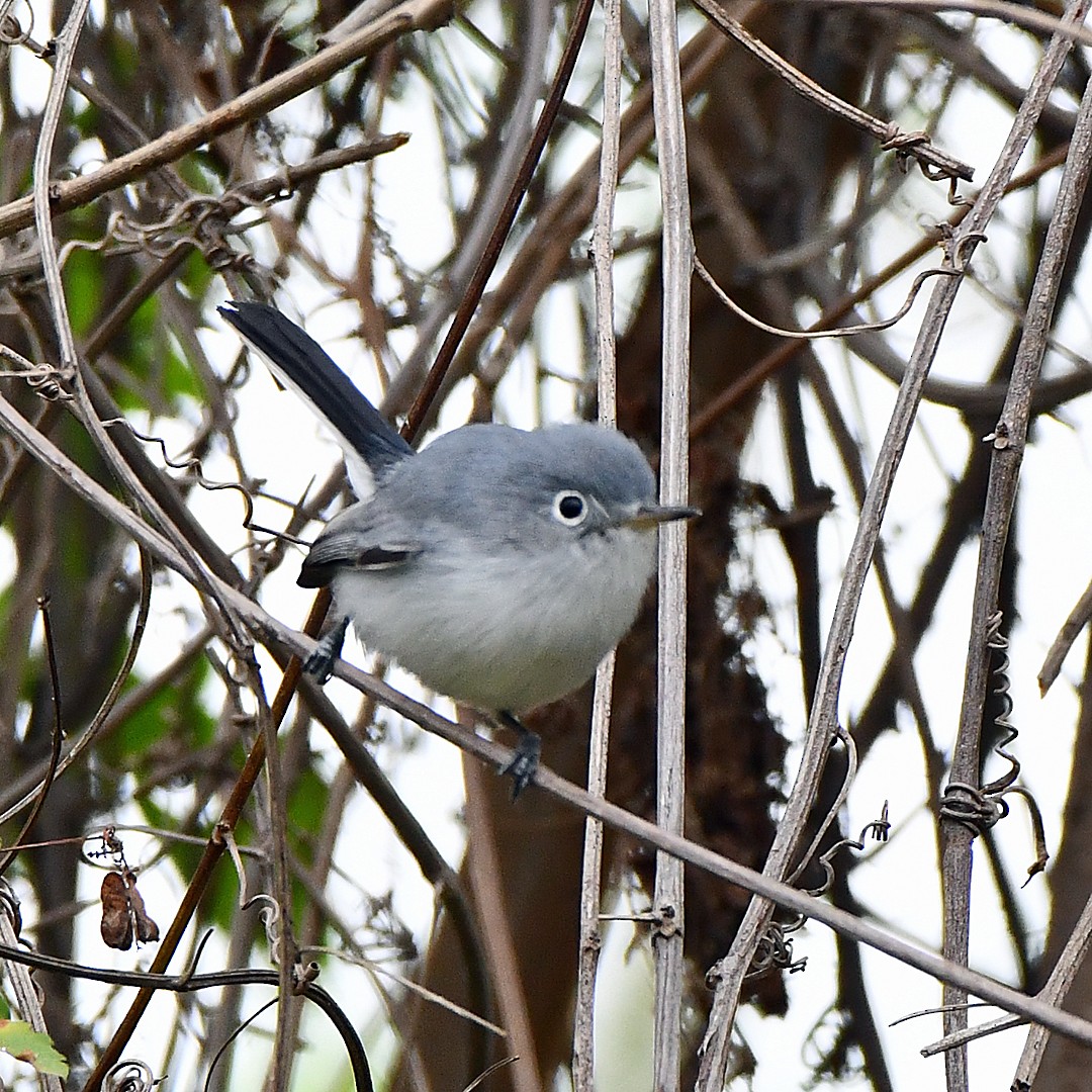 Blue-gray Gnatcatcher - ML646997792