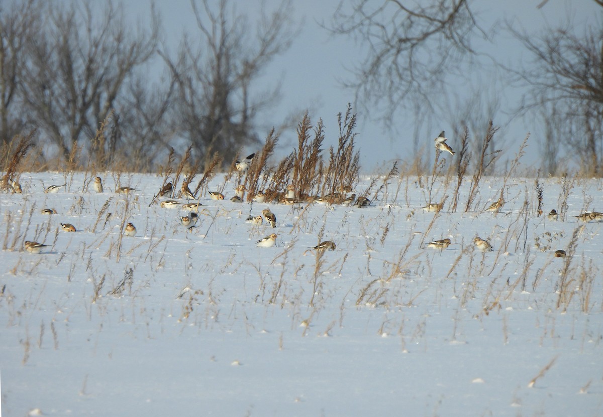 ユキホオジロ - ML646997793