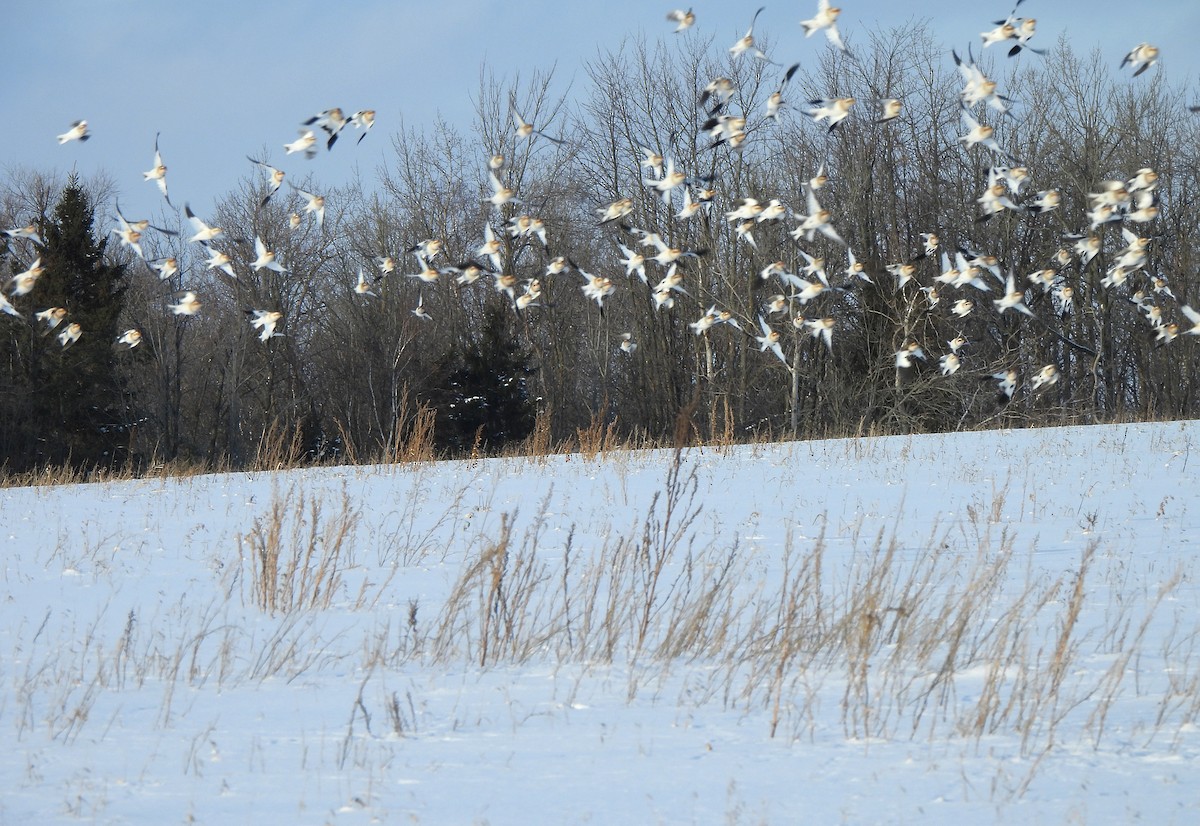 ユキホオジロ - ML646997794