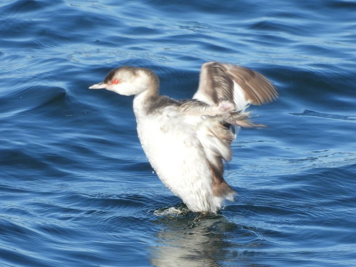 Txilinporta urrebelarria - ML646997798