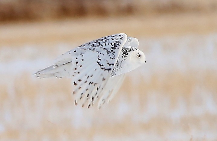Snowy Owl - ML646997801