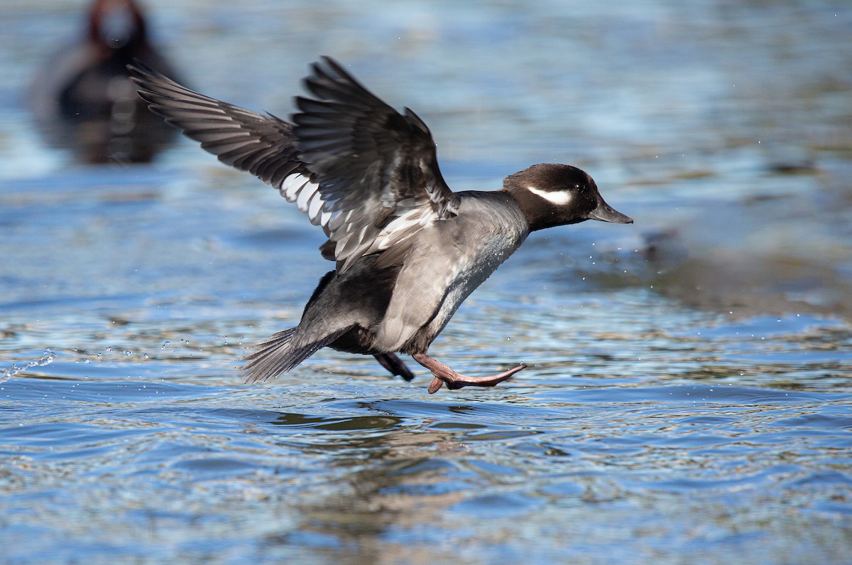 עבראש לבנוני - ML646997808